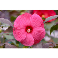 Hibiscus moscheutos ´Carousel® Pink Passion´ / Ibištek bahenný veľkokvetý ružový, 30-40 cm, C2