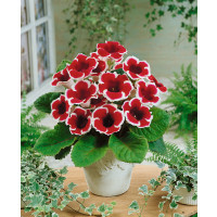 Sinningia speciosa ´Kaiser Friedrich´ / Gloxínia červeno-biela, 5/+