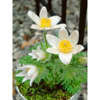 Pulsatilla vulgaris ´Alba´/ Poniklec, K9