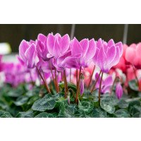 Cyclamen ´Cilicium´ / Cyklámen, 13/15