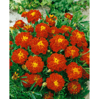 Tagetes patula / Aksamietnica rozložitá ´CARMEN´, bal. 1 g