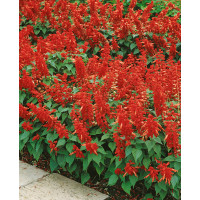 Salvia splendens / Šalvia ´KARKULKA´, bal. 0,5 g