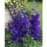 Delphinium Pacific ´Black Knight´ / Stračonôžka , K9