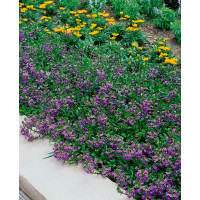 Scaevola Ventia Blue / Vejárovka, bal. 3 ks, 3x K7