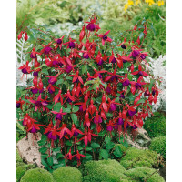 Fuchsia ´Mrs. Popple´ / Fuchsia, C1,5
