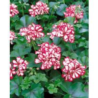 Pelargonium pelt. ´Mexicanerin´ / Muškát, K7