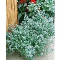 Helichrysum petiolare ´Silver Mini´ / Helichrysum, K7