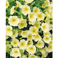 Petunia ´Surfinia Yellow´® Sunsurf Kitatsu / Petúnia žltá kompakt., bal. 3 ks, 3x K7