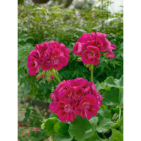 Pelargonium zonale ´pac®Flower Fairy® Berry´ / Muškát krúžkovaný, K7