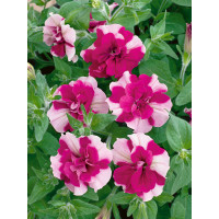 Petunia Tumbelina ´Cherry Ripple´ / Petúnia ružovobiela plná, K7