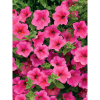Petunia ´Hot Pink 05 Surfinia´® / Petúnia sýtoružová jednoduchá, bal. 6 ks, 6x K7