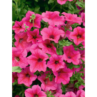 Petunia ´Hot Pink 05 Surfinia´® / Petúnia sýtoružová jednoduchá, bal. 3 ks, 3xK7