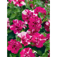 Petunia Tumbelina ´Cherry Ripple´ / Petúnia ružovobiela plná, bal. 3 ks, 3xK7