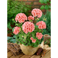 Pelargonium zonale ´pac®Calais´ / Muškát krúžkovaný, K7