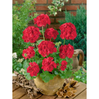 Pelargonium zonale ´Anthony´ / Muškát krúžkový žiarivo červený, bal. 6 ks sadbovačov
