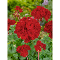 Pelargonium zonale ´pac®Samelia´ / Muškát krúžkovaný, bal. 6 ks sadbovačov