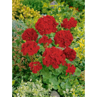 Pelargonium zonale ´pac®Samelia´ / Muškát krúžkovaný, bal. 6 ks sadbovačov