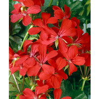 Pelargonium pelt. ´Balcon Imperial´ / Muškát previsnutý, bal. 6 ks sadbovačov