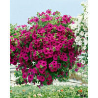 Petunia ´Purple Surfinia´® / Petúnia cyklámenová jednod., bal. 6 ks sadbovačov