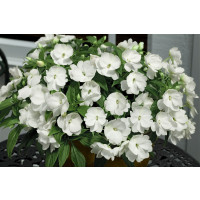 Impatiens ´New Guinea White´ / Netýkavka biela, bal. 6 ks sadbovačov