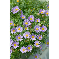 Brachyscome ´Brasco Violet´ / Bachyscome, K7