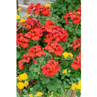 Pelargonium pelt.x zonale ´Caliente® Orange´ / Muškát previsnutý, bal. 3 ks, 3x K7