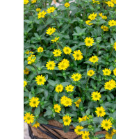 Sanvitalia proc. PW® Superbini / Sanvitália plazivá, bal. 6 ks, 6x K7