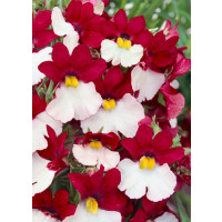 Nemesia ´Sunsatia® plus Cherry on Ice´ / Nemesia, K7