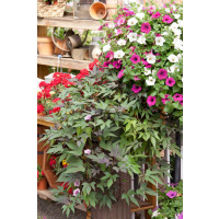 Ipomoea ´Papas Red´® / Ipomea červená, K7