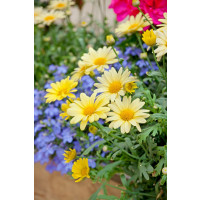 Argyranthemum pac® Day-Zee® Yellow / Chryzantémovka, bal. 3 ks, 3x K7