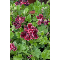Pelargonium grandiflorum ´Aristo Beauty´ / Muškát veľkokvetý červený, bal. 3 ks, 3x K7