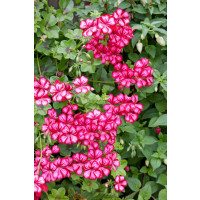 Pelargonium pelt. PAC® ´Happy Face Mex´ / Muškát, bal. 6 ks, 6x K7
