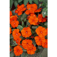 Impatiens ´New Guinea Orange´ / Netýkavka oranžová, bal. 3 ks, 3x K7