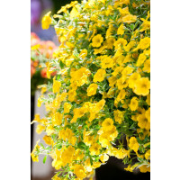 Calibrachoa Calipetite® Yellow Impr. / Mnohokvetá petúnia, K7