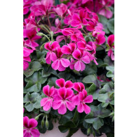 Pelargonium pelt. ´pac®Happy Face® Magenta´/ Muškát, bal. 6 ks sadbovačov