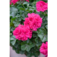 Pelargonium peltatum ´pac®Rocky´ / Muškát, bal. 3 ks, 3x K7
