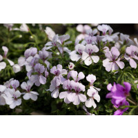 Pelargonium pelt. ´Ville de Dresden´ / Muškát previsnutý, K7