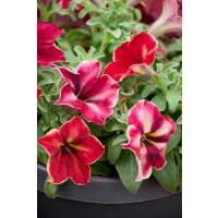 Petunia ´Crazytunia® Mandeville´ / Petúnia, bal. 3 ks, 3x K7
