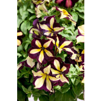 Petunia ´Crazytunia® Star Jubilee´ / Petúnia, K7