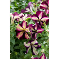 Petunia ´Crazytunia® Pulse´ / Petúnia, bal. 6 ks sadbovačov