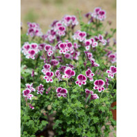 Pelargonium crispum ´pac®Angeleyes® Randy´ / Muškát anglický, K7