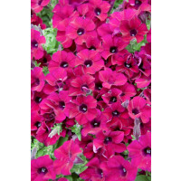 Petunia ´Purple Surfinia´® / Petúnia cyklámenová jednod., bal. 3 ks, 3xK7