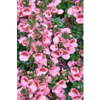 Diascia ´Elfjes® Rose XXL´ / Diascia, bal. 3 ks, 3x K7