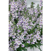 Angelonia ´pac®Angelos Bicolor´ / Angelónia, bal. 3 ks, 3x K7