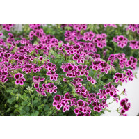 Pelargonium crispum ´pac® Angeleyes® Blueberry´ / Muškát anglický, bal. 6 ks sadbovačov