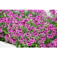 Pelargonium crispum ´pac® Angeleyes® Blueberry´ / Muškát anglický, bal. 6 ks sadbovačov