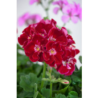Pelargonium zonale ´pac®Spanish Wine® Burgundy´ / Muškát krúžkovaný, K7