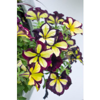 Petunia ´Crazytunia® Star Jubilee´ / Petúnia, K7