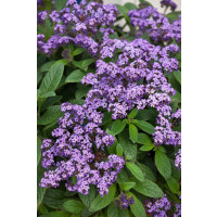 Heliotropium ´Nautilus Blue´ / Otočník, bal. 6 ks sadbovačov