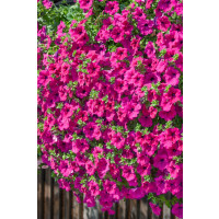 Petunia ´Purple Surfinia´® / Petúnia cyklámenová jednod., K7